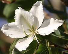 Weisser ORCHIDEENBAUM Bauhinia