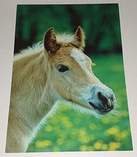 Puledro avelignese puledro cavallo animale cartolina postale cavallo cartolina DJH 
