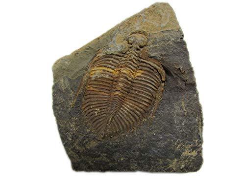 Cinese xiangxi vero trilobite - cinese,