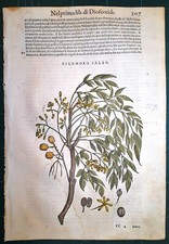 Stampa antica MATTIOLI