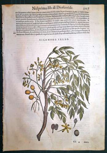 Stampa antica mattioli - stampa,