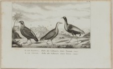 BUFFON ORIGINALE UCCELLI BIRD UCCELLO QUAGLIA TOCRO DE GUYANE MARBLED WOOD QUAIL