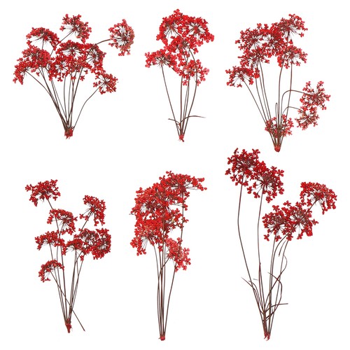 Pezzi fiori secchi - fiori,
