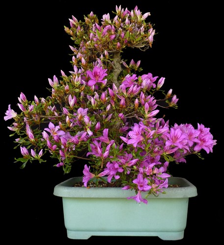 Bonsai azalea giappone - azalea,