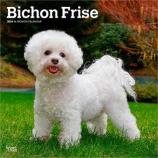 Bichon Frise | Calendario da