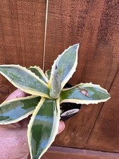 Americana Agave Variegata