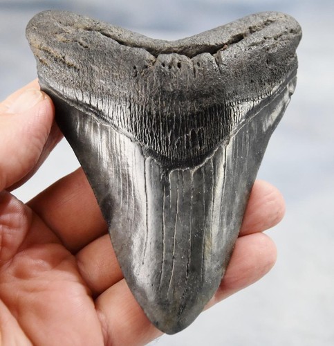 Megalodonte denti squalo - megalodonte,