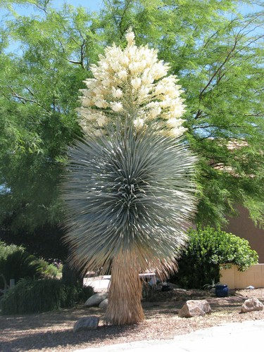 Yucca rigida blu - rigida,,
