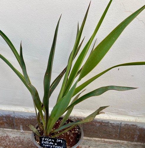Yucca pallida - yucca, fil