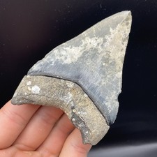 Megalodonte dente venezia - megalodonte,