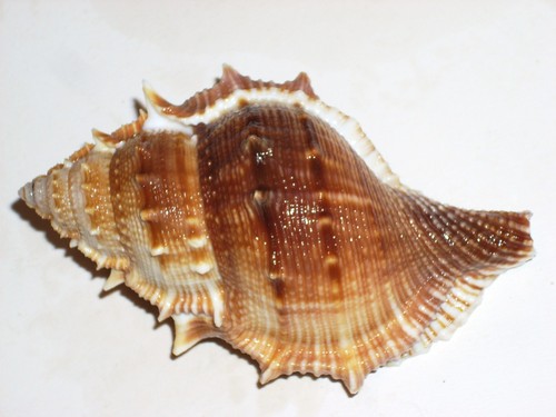 Bufonaria cristinae monster - bufonaria,