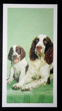 ENGLISH SPRINGER SPANIEL  &