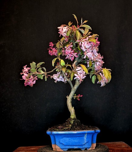 Bonsai melo rosso malus - di,