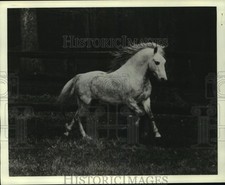 1964 Stampa Foto Uno Stallone
