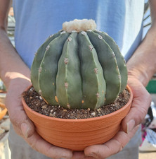 Melocactus maxonii f