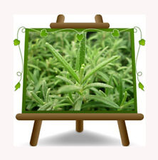 Rosmarinus Officinalis