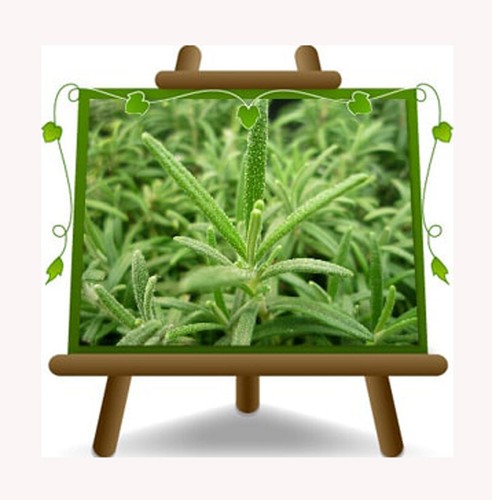 Rosmarinus officinalis - rosmarinus,