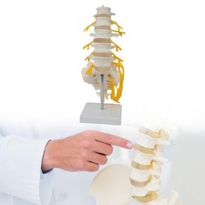 Modello della colonna