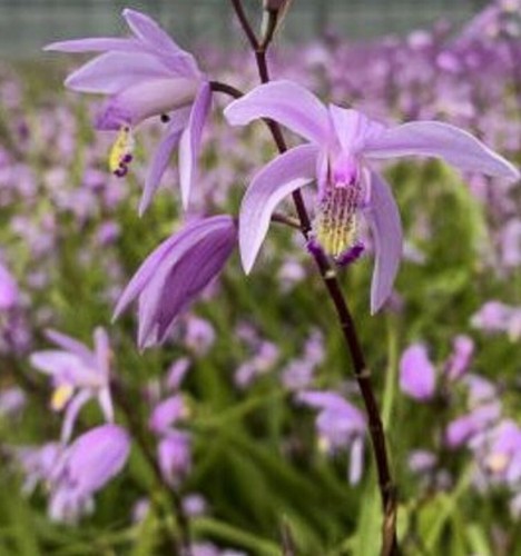 Bletilla penway paris - bletilla,