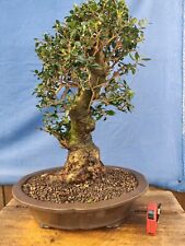 bonsai  olivastro   h 62 cm