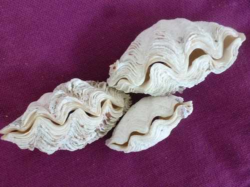 Nuovo conchiglie assassine - nuovo,