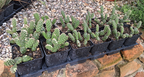 Opuntia fragilis francoforte - fragilis, "francoforte"