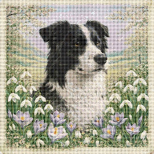 Border collie cucciolo cane - border,