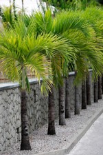 15 semi di palma reale cubana