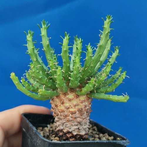 Euphorbia flanaganii caudex - euphorbia,