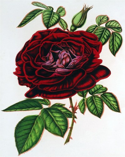 Piastrella accento rosa fiori