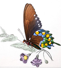 1835, H.L.E. PAUQUET ACQUERELLI ANTICHI ORIGINALI SU FARFALLE ESOTICHE YAP