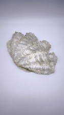 80761 conchiglia tridacna - conchiglia,