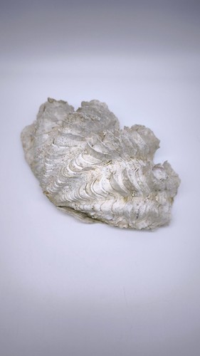 80761 conchiglia tridacna - 80761,