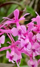 Epidendrum pink rose - pink, passion