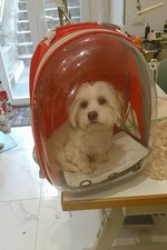 zaino per gatti e cane Nuovo