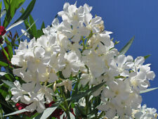 50-SEMI DI NERIUM OLEANDER