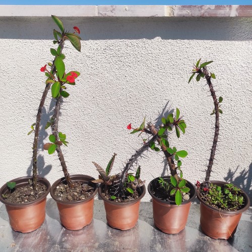 Vaso euphorbia milii - 🏜️,