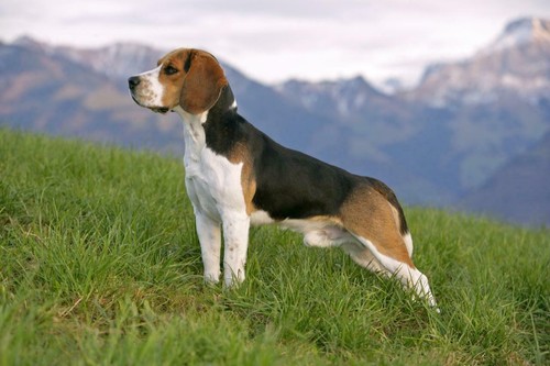 Beagle dog glossy - beagle,