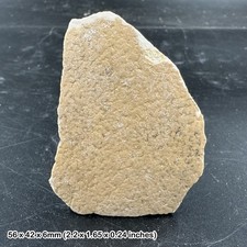 Fossil Aepyornis Eggshell -