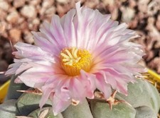 Thelocactus hexaedrophorus pot - hexaedrophorus,