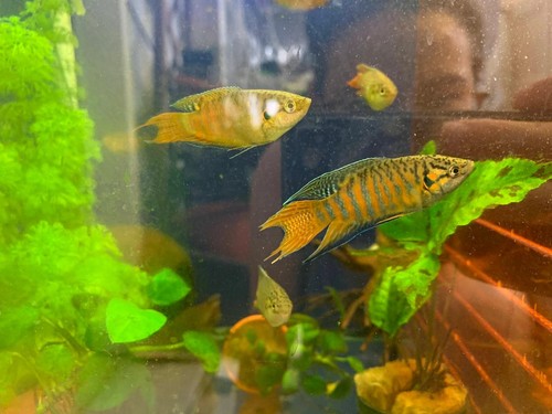 Coppia macropodus opercularis - ,