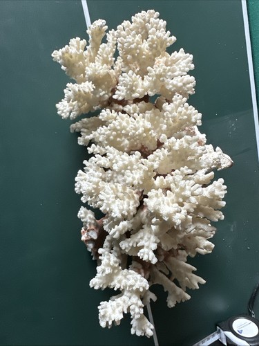 Corallo bianco circa - corallo,