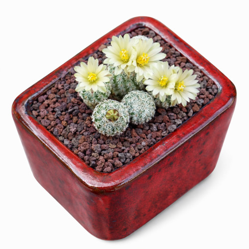Turbinicarpus krainzianus