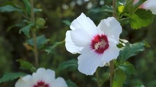 20 Semi Ibisco Hibiscus