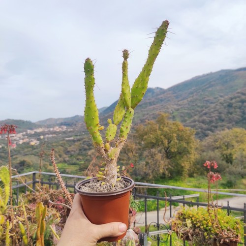 Vaso 10 cm pianta - Ø,