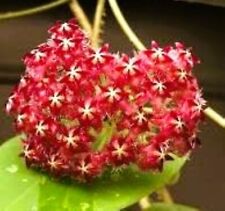 Hoya mindorensis RED