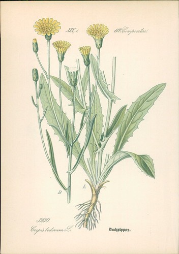 Chromolithographie - ,