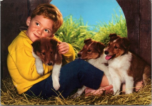 Cartolina cane ragazzo con - cane,