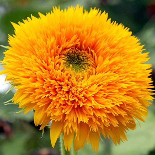 Girasole nano sole oro - sole, –