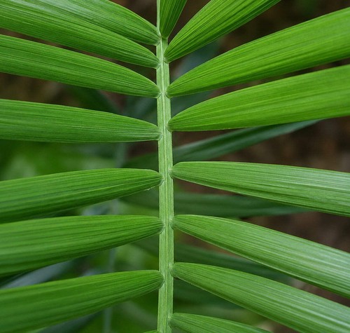 Chamaedorea radicalis seeds - radicalis,